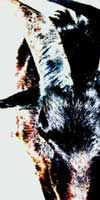 Wait And Bleed - Slipknot - Labyrint Topp 20 - Topplistan som presenterar din favoritmusik