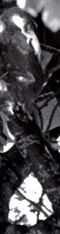 Pulling Our Weight - Radio Dept. - Labyrint Topp 20
